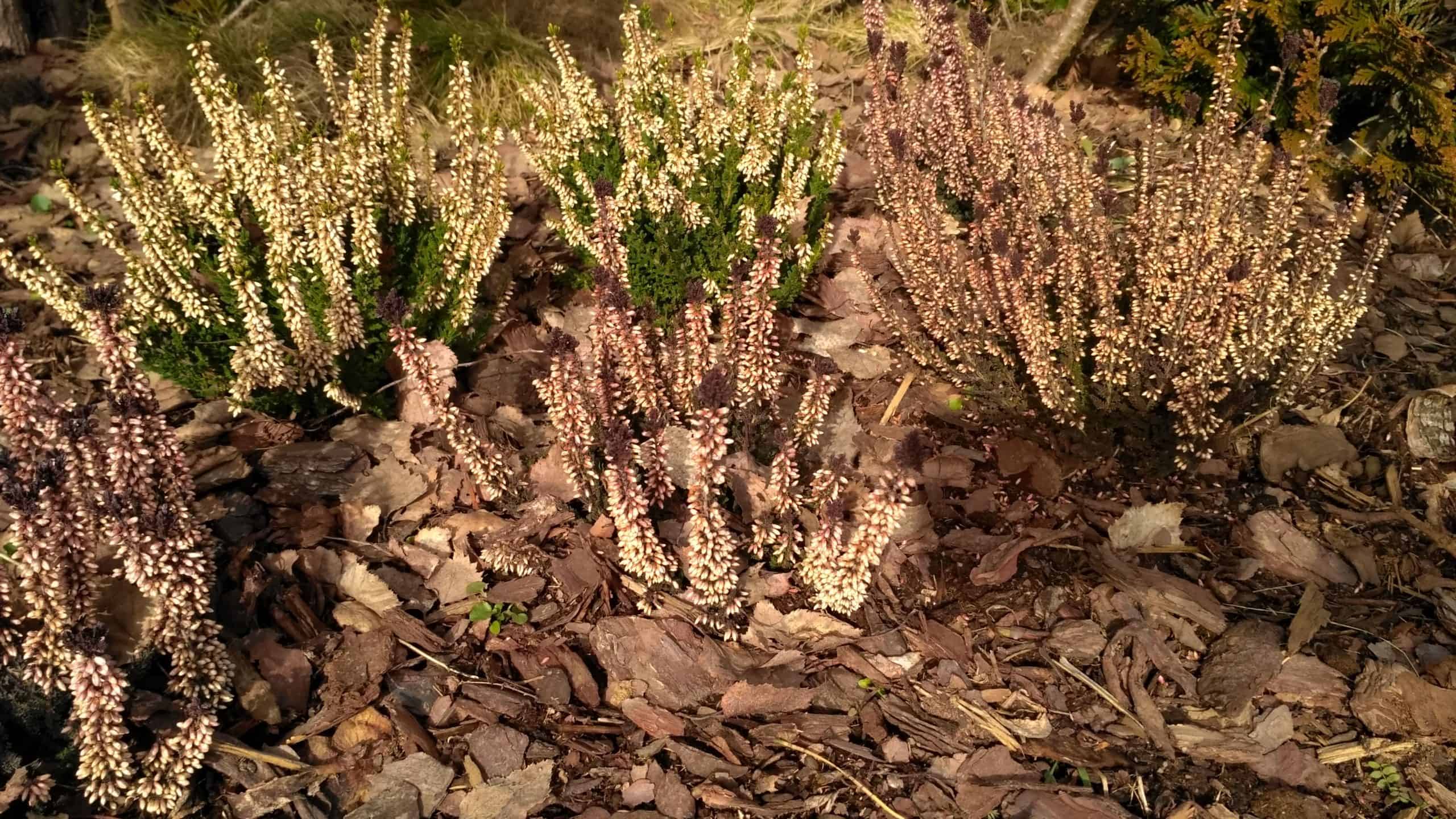 Wrzos pospolity (Calluna vulgaris) – Wrzosy w ogrodzie