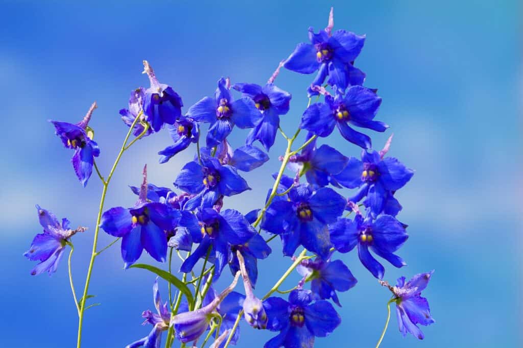 niebieska ostróżka wielkokwiatowa Delphinium grandiflorum