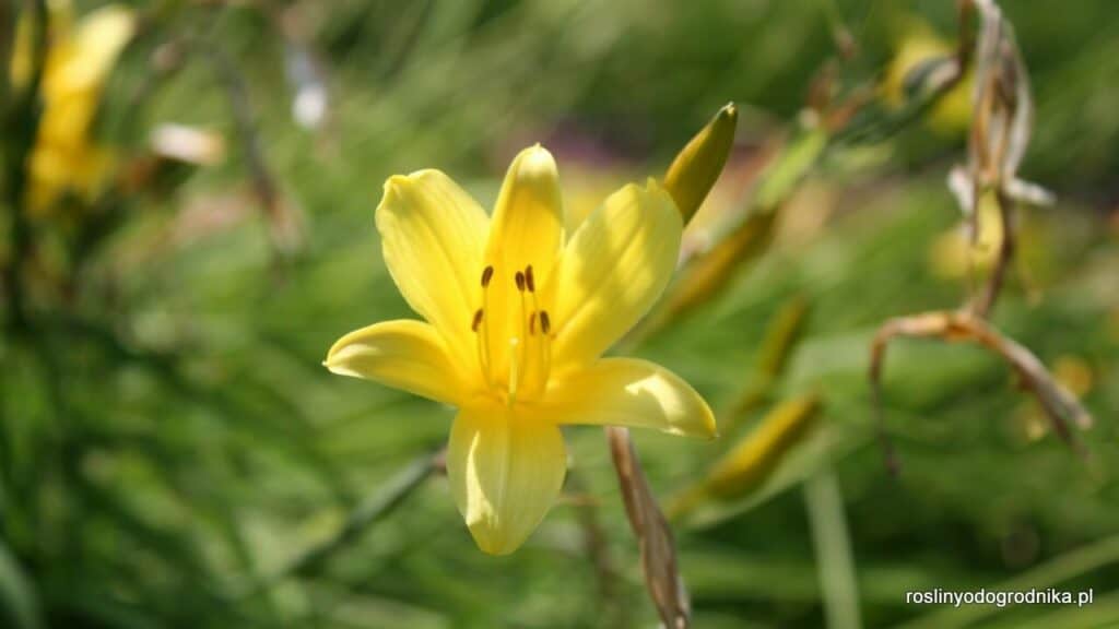 hemerocallis minor liliowiec mniejszy żółte kwiaty