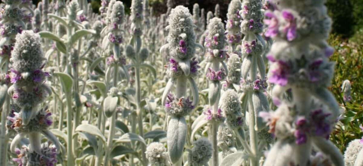 Czyściec wełnisty (Stachys byzantina)