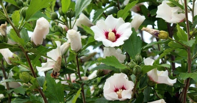 Ketmia syryjska (Hibiscus syriacus) – uprawa i pielęgnacja Hibiskusa ogrodowego