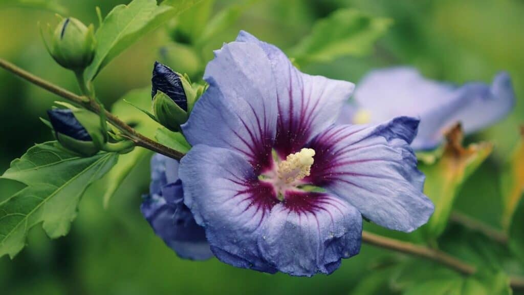 ketmia syryjska o niebieskich kwiatach z fioletowym środkiem
