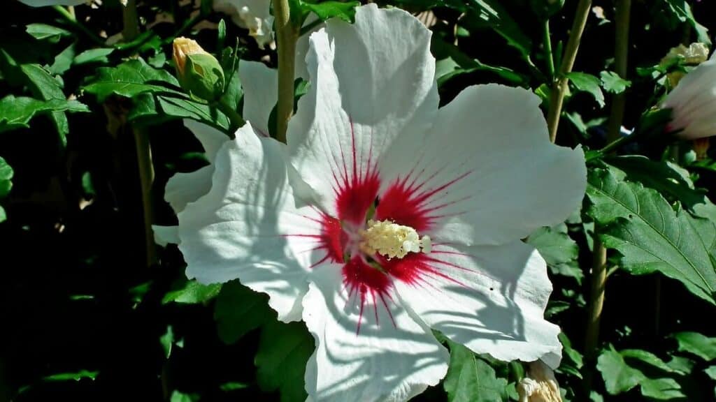 ketmia syryjska białe kwiaty z czerwonym środkiem