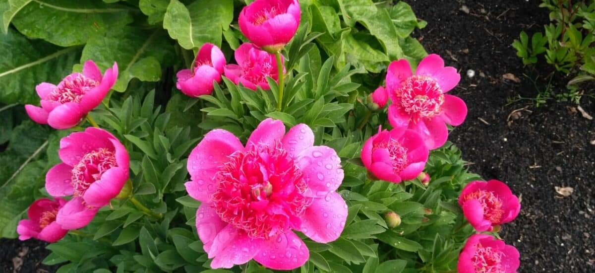 Piwonia lekarska (Paeonia officinalis)