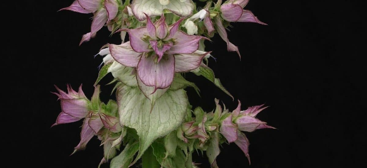 Szałwia muszkatołowa (Salvia sclarea)